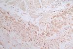 GAPDH Antibody in Immunohistochemistry (Paraffin) (IHC (P))