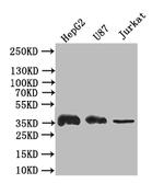 GAPDH Antibody in Western Blot (WB)