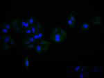 alpha Synuclein Recombinant Mouse Monoclonal Antibody (10E5)