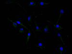 GFAP Recombinant Mouse Monoclonal Antibody (6B12)