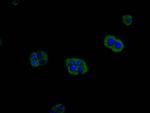 MRAS Recombinant Mouse Monoclonal Antibody (17H12)