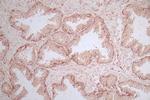 MRAS Antibody in Immunohistochemistry (Paraffin) (IHC (P))