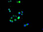 HIF1A Recombinant Rabbit Monoclonal Antibody (8C8)