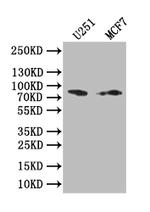Gelsolin Antibody in Western Blot (WB)