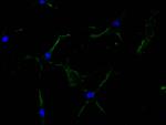CD51 Antibody in Immunocytochemistry (ICC/IF)
