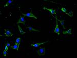 TrkB Recombinant Mouse Monoclonal Antibody (15B4)