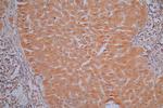 Annexin A1 Recombinant Mouse Monoclonal Antibody (3E8)