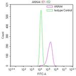 Annexin A4 Antibody in Flow Cytometry (Flow)