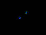 Calreticulin Recombinant Mouse Monoclonal Antibody (2E2)