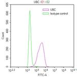 Ubiquitin C Recombinant Mouse Monoclonal Antibody (6G8)