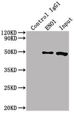 ENO1 Antibody in Immunoprecipitation (IP)