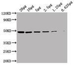 ENO1 Antibody in Western Blot (WB)