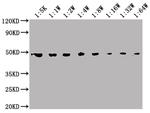 ENO1 Antibody in Western Blot (WB)