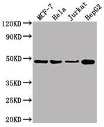 ENO1 Antibody in Western Blot (WB)