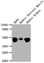ENO1 Antibody in Western Blot (WB)