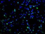 CD273 (B7-DC) Antibody in Immunocytochemistry (ICC/IF)