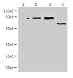 M13 Phage coat protein Monoclonal Antibody (1B8E8)