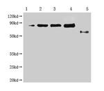 M13 Phage coat protein Monoclonal Antibody (4B1D7)