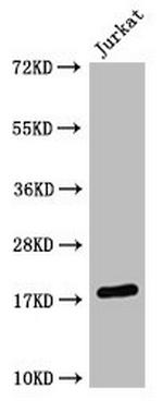 H3K4me2 Monoclonal Antibody (6H12A11)