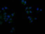 Flotillin 1 Monoclonal Antibody (4C8B6)