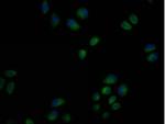USP6 Monoclonal Antibody (3C3G2)