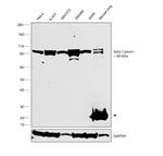 beta Catenin Antibody in Western Blot (WB)