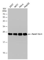 DJ-1 Monoclonal Antibody (GT353)