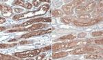 ACE2 Antibody in Immunohistochemistry (Paraffin) (IHC (P))