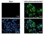 African Swine Fever Virus Structural Protein p54 Antibody in Immunocytochemistry (ICC/IF)