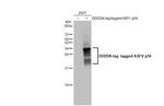 African Swine Fever Virus Structural Protein p54 Antibody in Western Blot (WB)