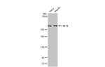 TET1 Monoclonal Antibody (GT1382)