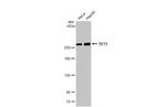 TET1 Monoclonal Antibody (GT2457)