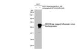 Influenza A virus Nucleoprotein Recombinant Rabbit Monoclonal Antibody (HL1321)