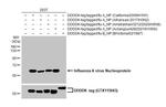 Influenza A virus Nucleoprotein Antibody in Western Blot (WB)