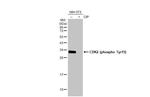 Phospho-CDK2 (Tyr15) Recombinant Rabbit Monoclonal Antibody (HL1474)