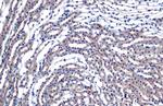 eIF4E Recombinant Rabbit Monoclonal Antibody (HL1554)