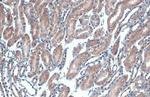 eIF4E Recombinant Rabbit Monoclonal Antibody (HL1555)