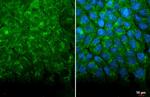 HSP70 Recombinant Rabbit Monoclonal Antibody (HL1580)