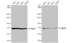 HSP70 Antibody in Western Blot (WB)