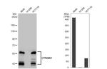 CYP24A1 Antibody in Western Blot (WB)