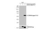 FLI1 Antibody in Western Blot (WB)