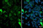 GFP Antibody in Immunocytochemistry (ICC/IF)