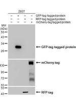 GFP Antibody in Western Blot (WB)