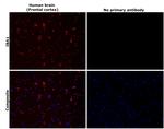 IBA1 Antibody in Immunohistochemistry (Paraffin) (IHC (P))