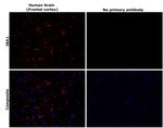 IBA1 Antibody in Immunohistochemistry (Paraffin) (IHC (P))