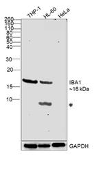 IBA1 Antibody in Western Blot (WB)