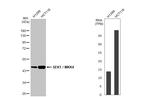 MAP2K4 Antibody in Western Blot (WB)