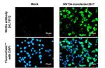 WNT3A Recombinant Rabbit Monoclonal Antibody (HL1911)