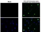 Equine Encephalitis Virus NSP2 Recombinant Rabbit Monoclonal Antibody (HL1920)
