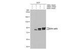 Equine Encephalitis Virus NSP2 Antibody in Western Blot (WB)